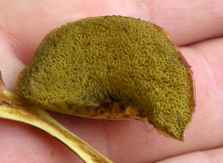 Porcini emiliani: Boletus cisalpinus ?